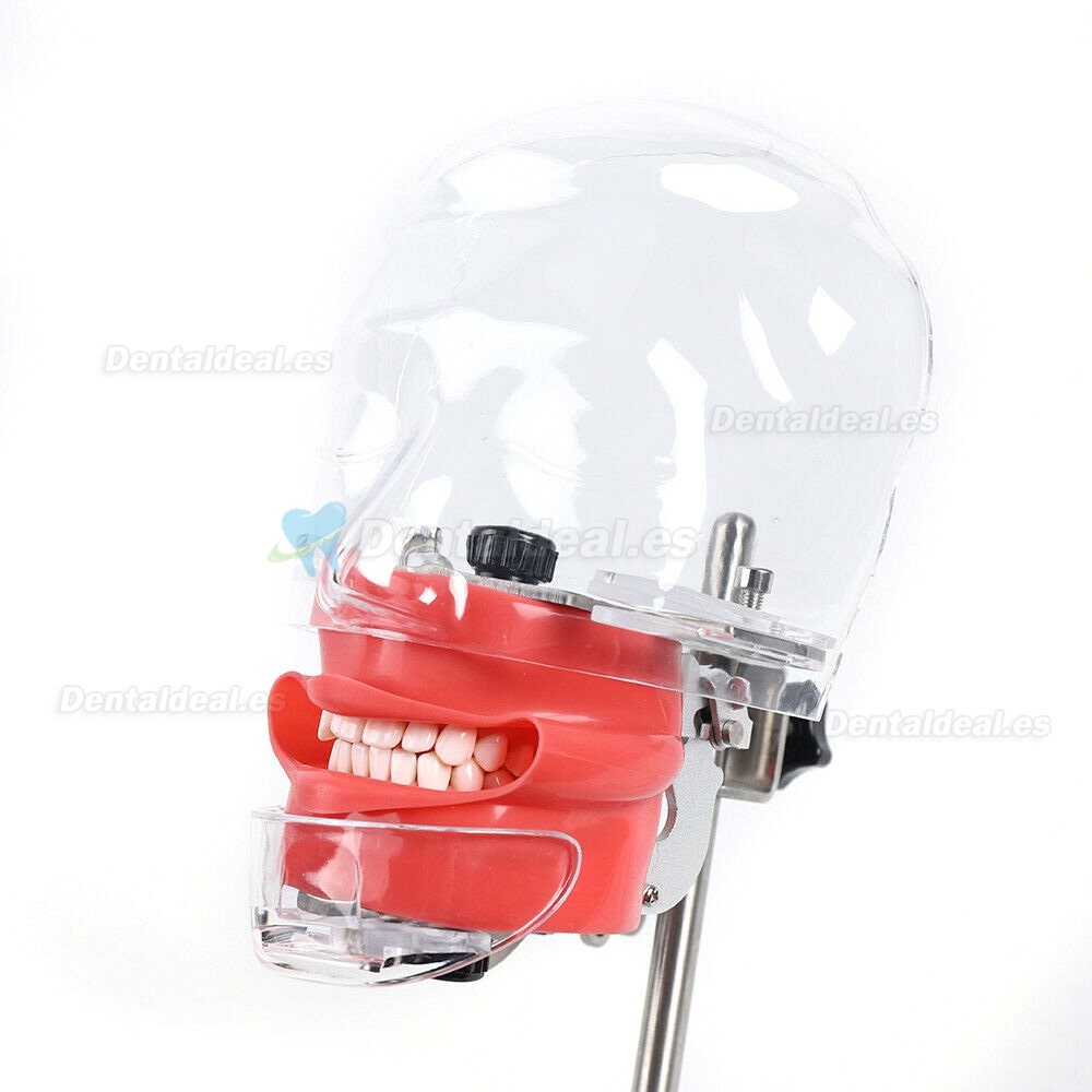 Dental Manikin Phantom Head Model Tooth Teeth Training Simulator Bench Mounted